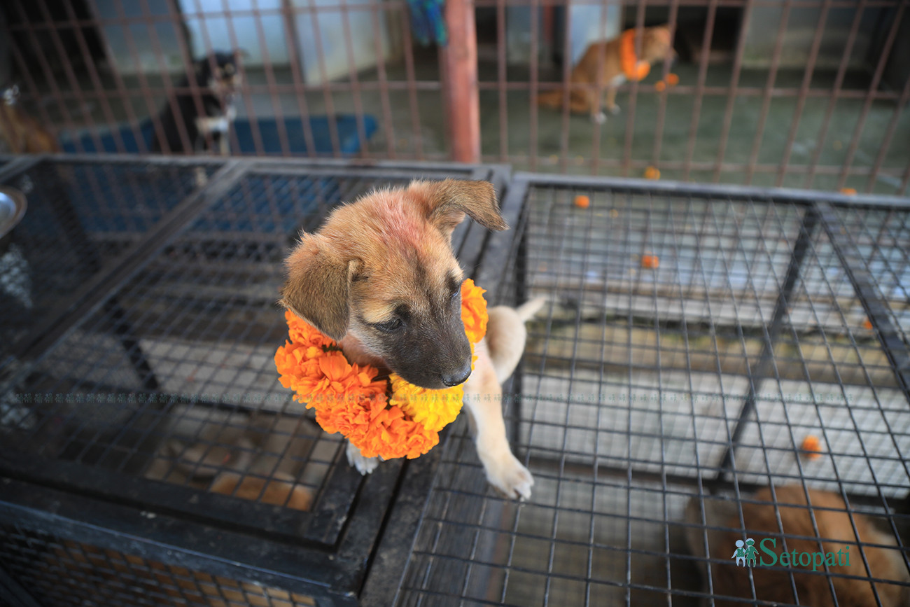 https://raracms.setopati.com/uploads/shares/2019/01/sujita/Kukur tihar  (1).jpg